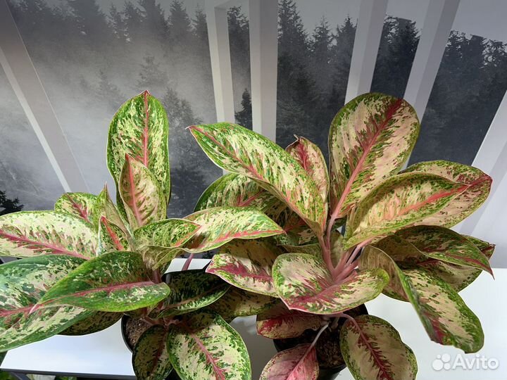 Аглаонема Селебрейшн