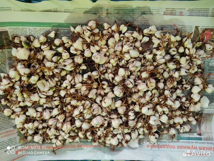 Луковицы(детки) Азиатской лилии