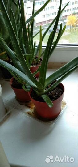 Столетник / алоэ