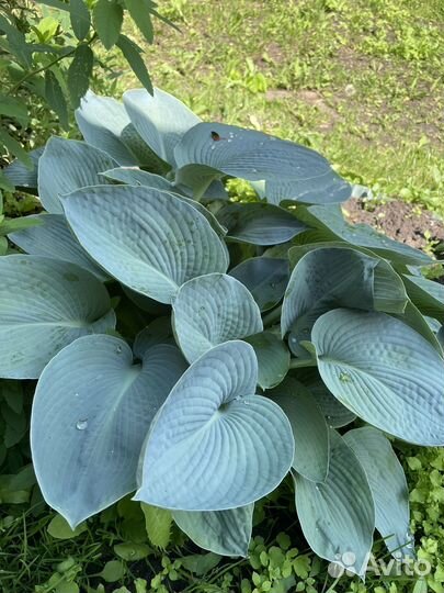 Хоста разных видов