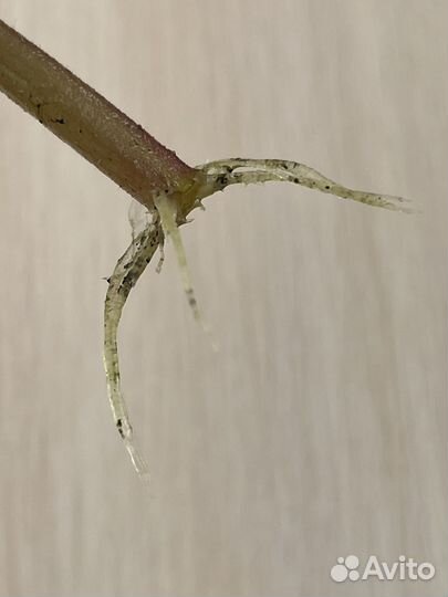 Листики фиалки укорененные