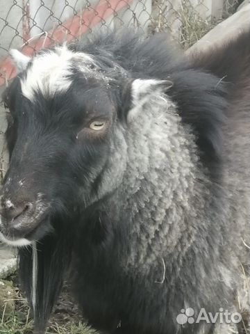 Козел молочной породы