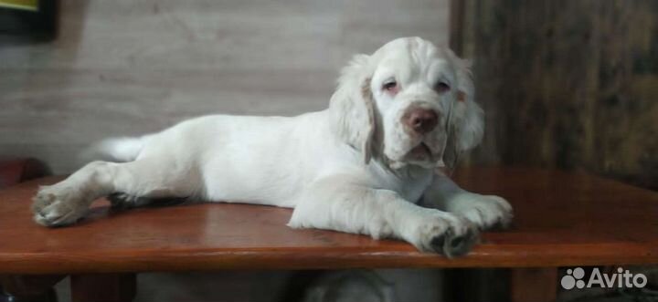 Кламбер спаниель