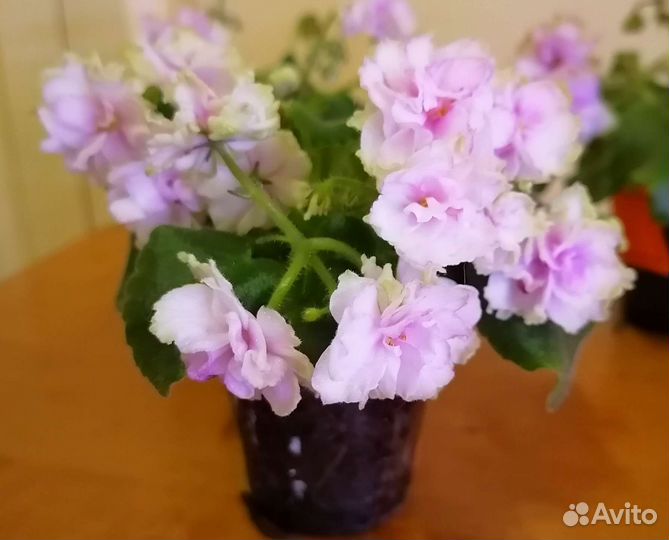 Фиалка миниатюр 