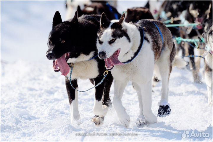 Катание на собачьих упряжках
