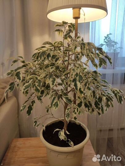 Фикус бенджамина