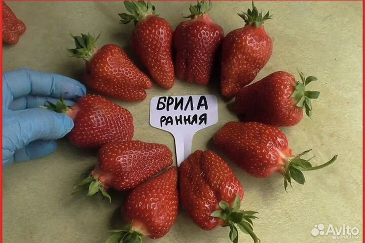Клубника садовая рассада