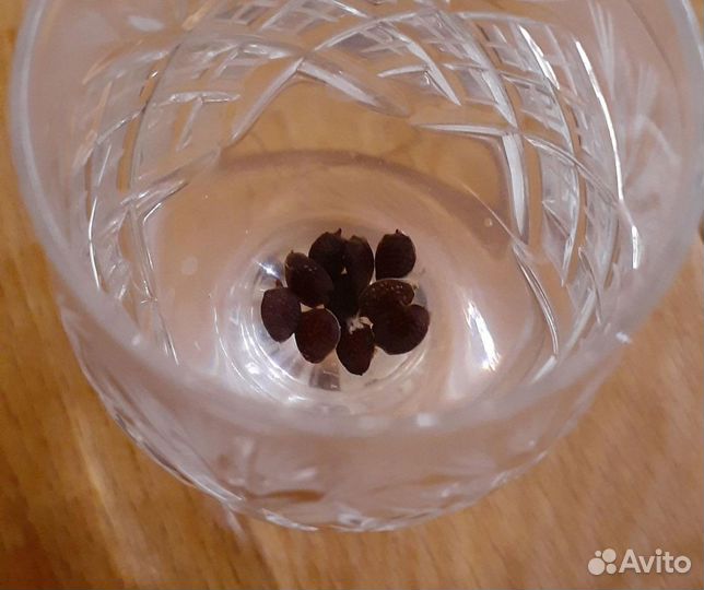 Маракуйя северная (пассифлора Инкарната). Семена