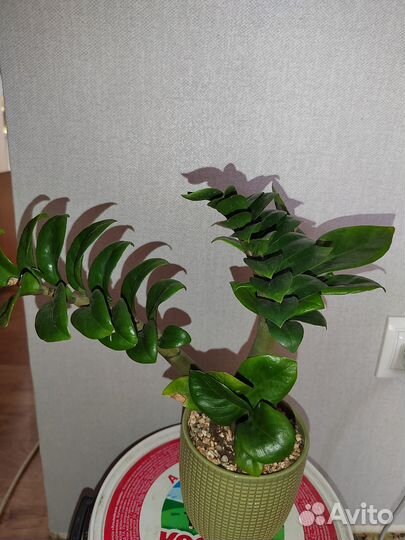 Комнатные цветы, замиокулькас зензи, равен, хойи