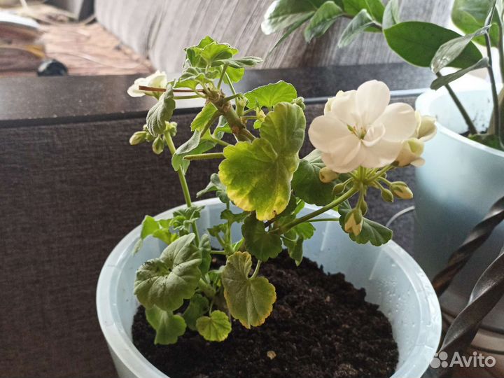 Продам цветы комнатные