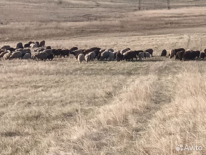 Овцы бараны ягнята,баран производитель