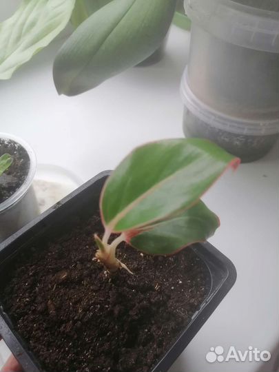 Спатифиллум и аглаонемы