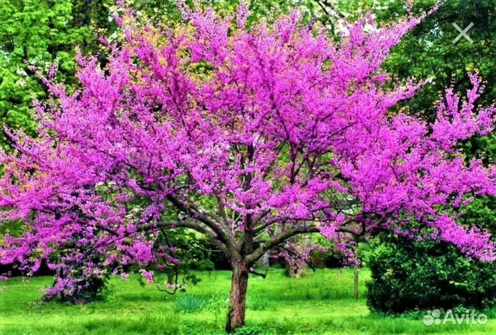 Многолетнее растение