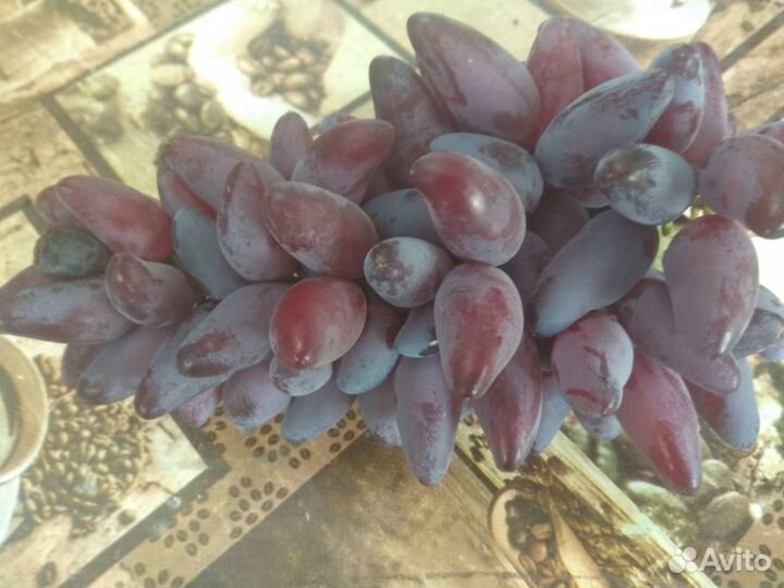 Саженцы винограда к-ш юпитер и другие