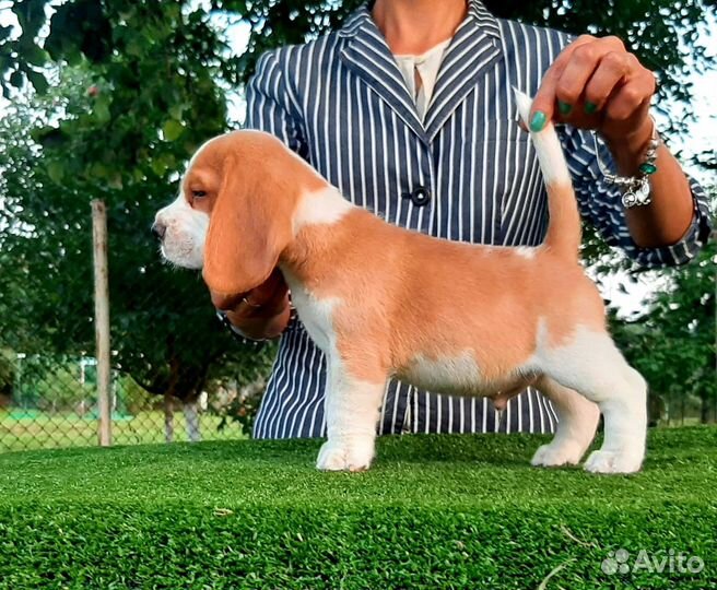 Щенки бигль