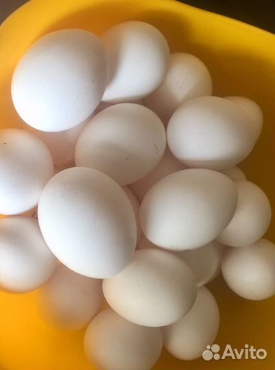Яйцо куриное