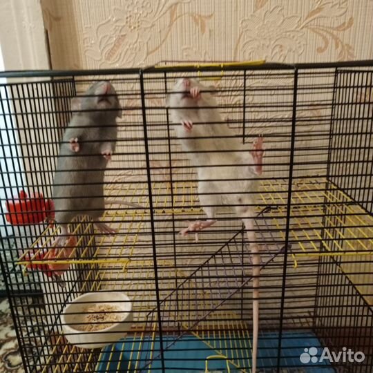 Крыса с клеткой бесплатно