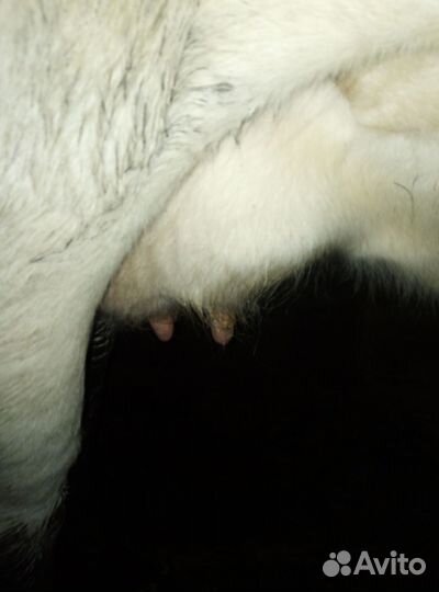 Продается дойная корова