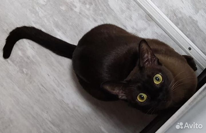 Кошка европейская бурма