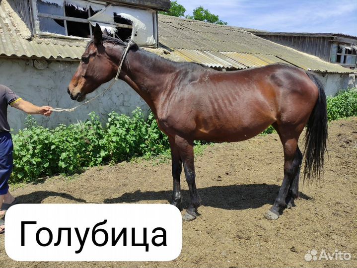 Английская чистокровная