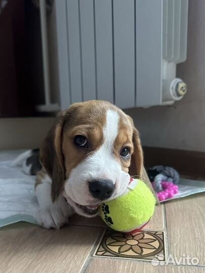 Собаки щенки бигль