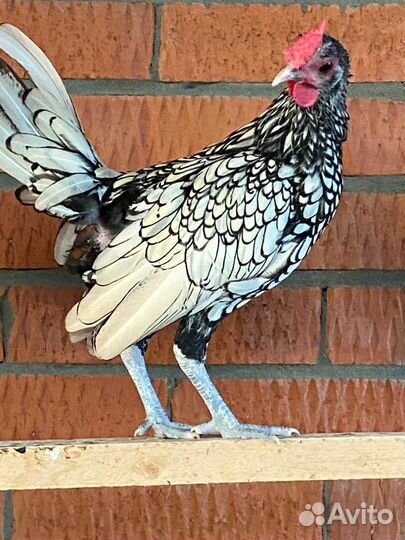 Молодые куры Сибрайт