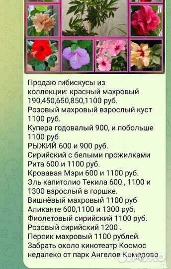 Гибискус редкий