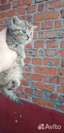 В Добрые Руки - Котик Красавчик от вислоухой кошки