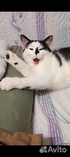 Котенок девочка красивая