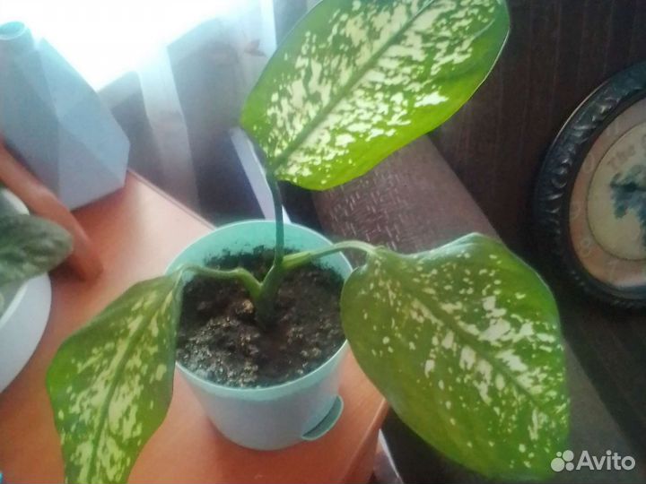 Комнатные цветы