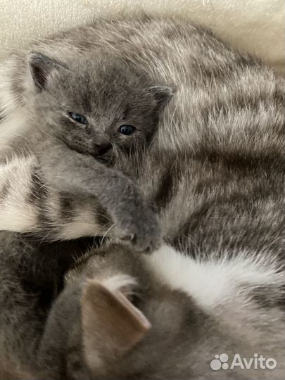 Котята русская голубая