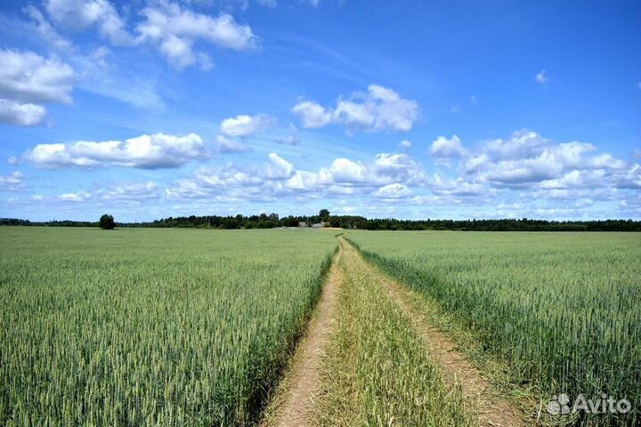 Продам поля и кфх Бохан