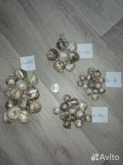 Луковицы декоративного лука