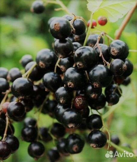 Саженцы черной смородины Гармония