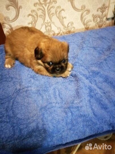 Щенки пекинеса