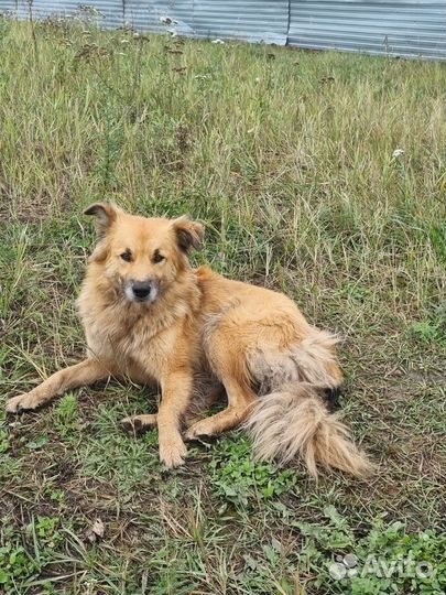 Собака в добрые руки