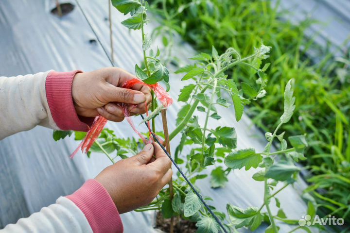 Разнорабочие на теплицу 8:00-17:00