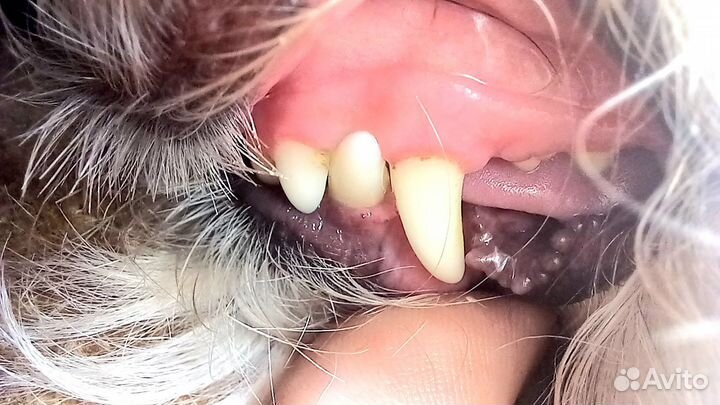 Стрижка собак