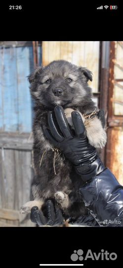 Щенки в добрые руки