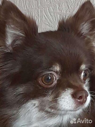 Вязка чихуа