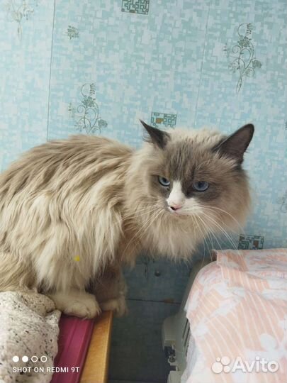 Котик на пристрой