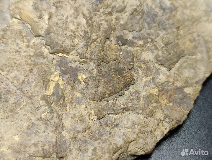 Папоротник. Окаменелость музейного уровня