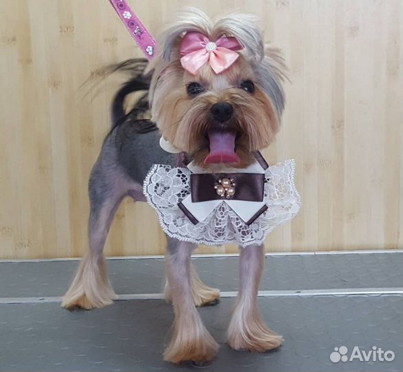 Стрижка собак(животных), грумер, груминг