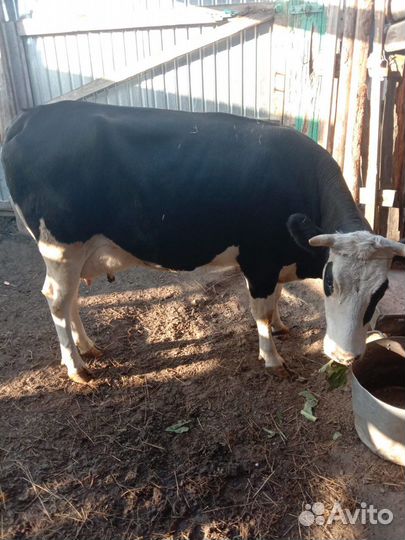 Продам корову