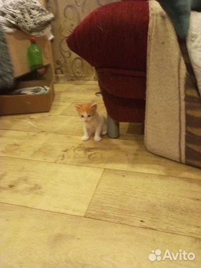 Кошки в добрые руки бесплатно