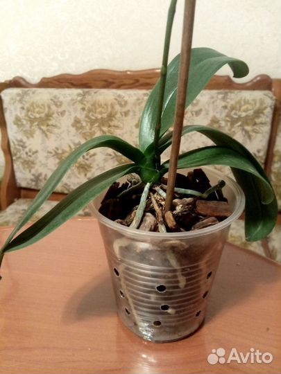 Орхидея фаленопсис мини