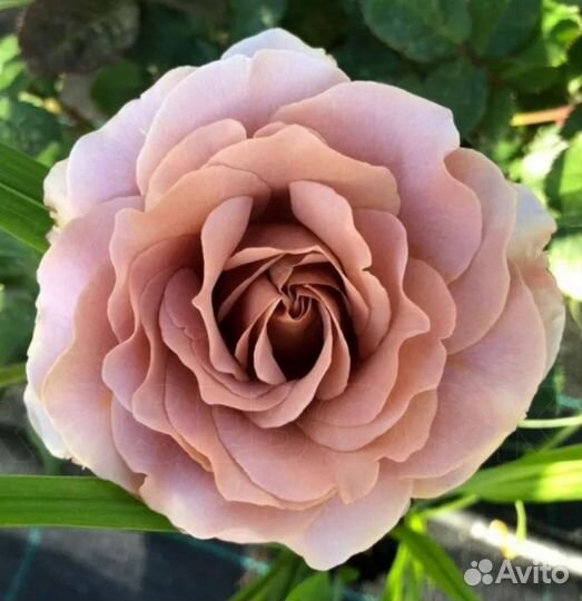 Роза Мокороза новый ароматный красивый сорт