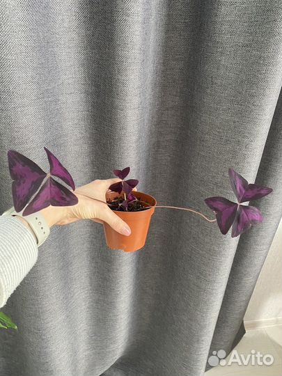 Кислица оксалис