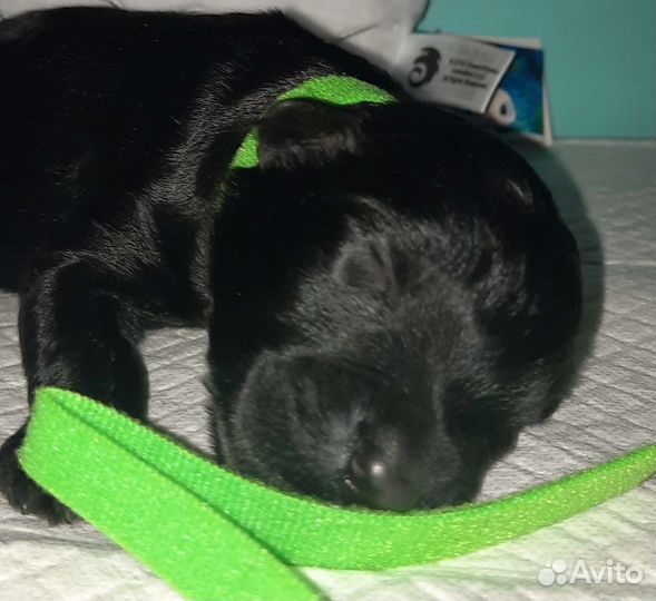 Русский черный терьер щеночки