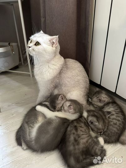 Шотландские котята